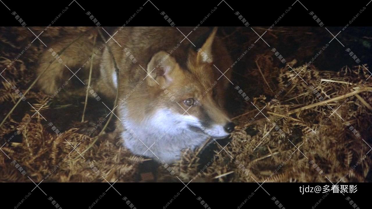 贝尔斯通之狐.720P(原音双字-00_58_44-2025_09_29_19_21_04.jpg 贝尔斯通之狐.720P(原音双字-00_58_44-2025_09_29_19_21_04.jpg