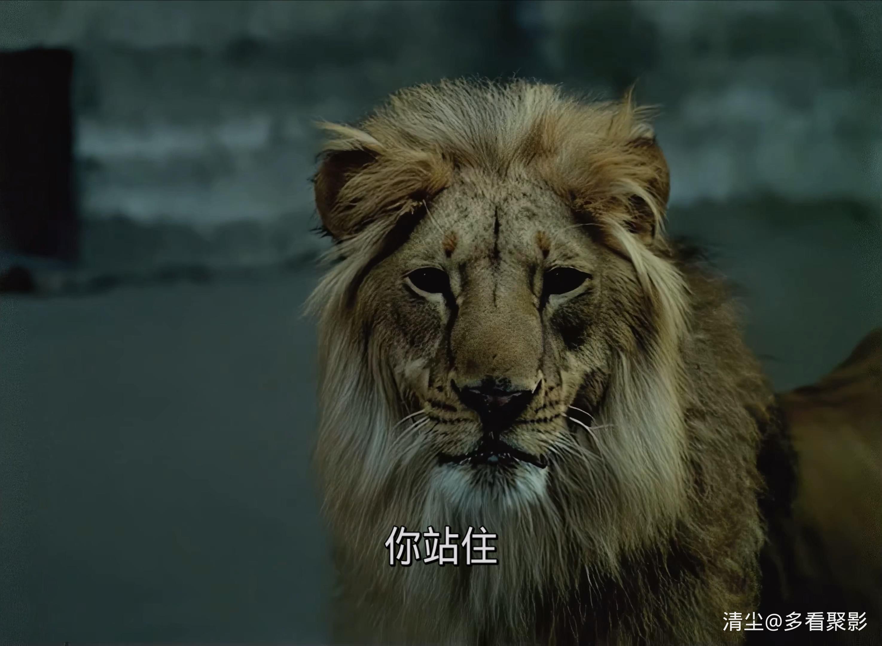 1974 意大利人在俄罗斯的奇遇 4K.mkv_20251101_133450.095.jpg