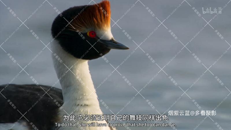 04 淡水情缘.mp4_115生活(曾用名“115网盘”)_数字生活平台_1766379000982.png