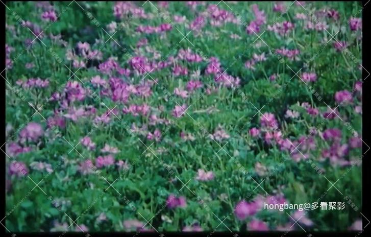 【多看】小花丨修复版[01_06_32][20260219-214316] 副本.png