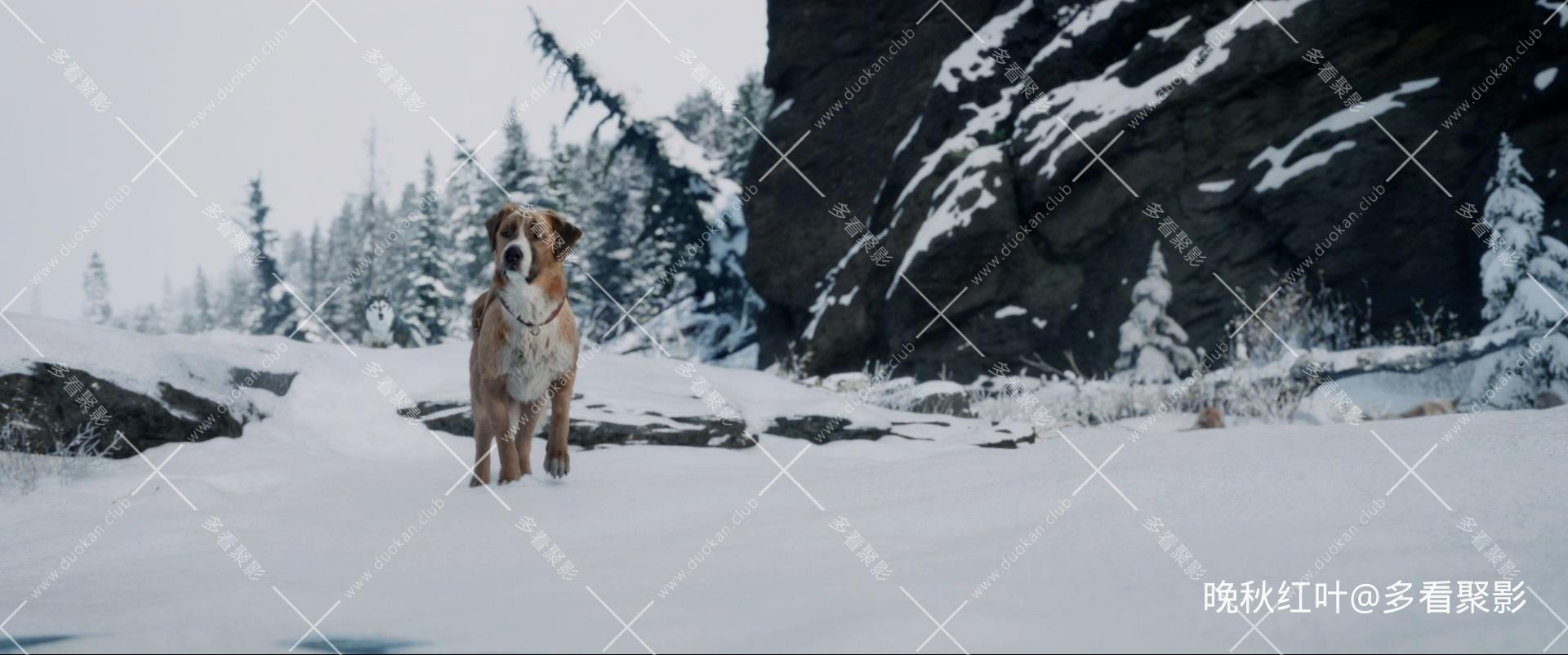 The Call of the Wild 2020 USA BluRay 2160p TrueHD7.1 HDR10 x265 10bit-DreamHD.mk.jpg