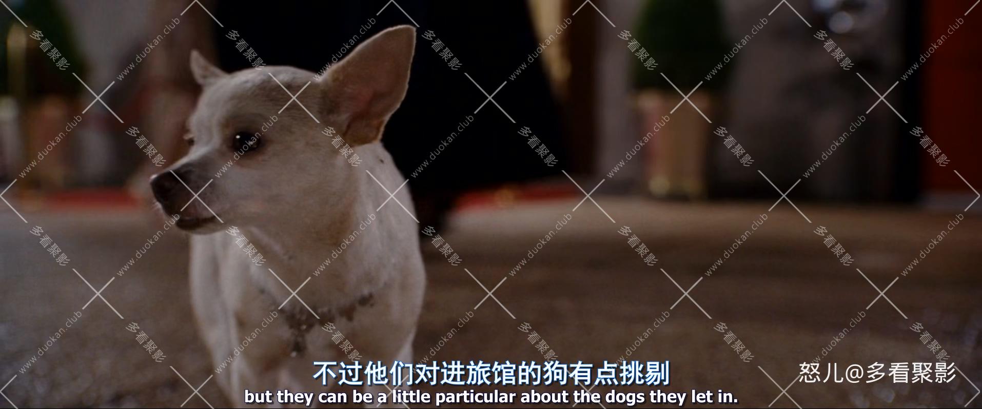 比佛利拜金狗1.Beverly.Hills.Chihuahua.2008.1080p.BluRay.x265.2audio-RARBG.mkv_20.jpg