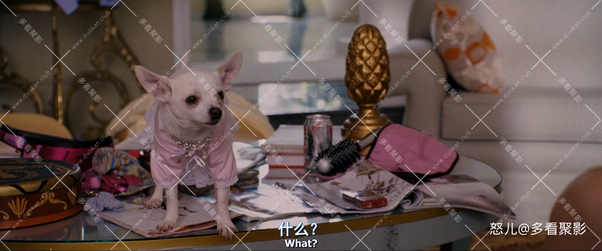 比佛利拜金狗1.Beverly.Hills.Chihuahua.2008.1080p.BluRay.x265.2audio-RARBG.mkv_20.jpg