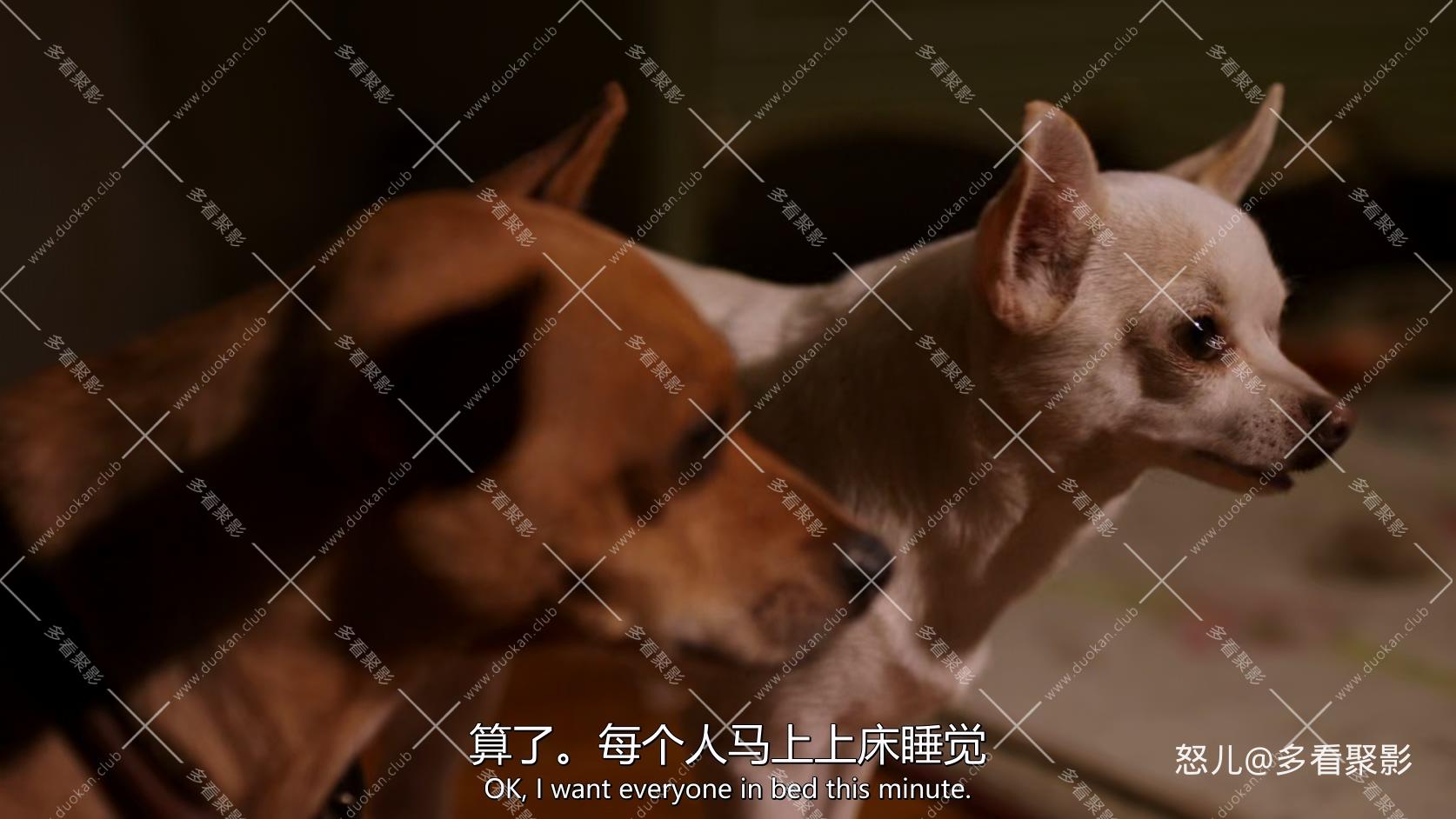 比佛利拜金狗2.Beverly.Hills.Chihuahua.2.2011.1080p.BluRay.x265.2audio-RARBG.mkv_.jpg