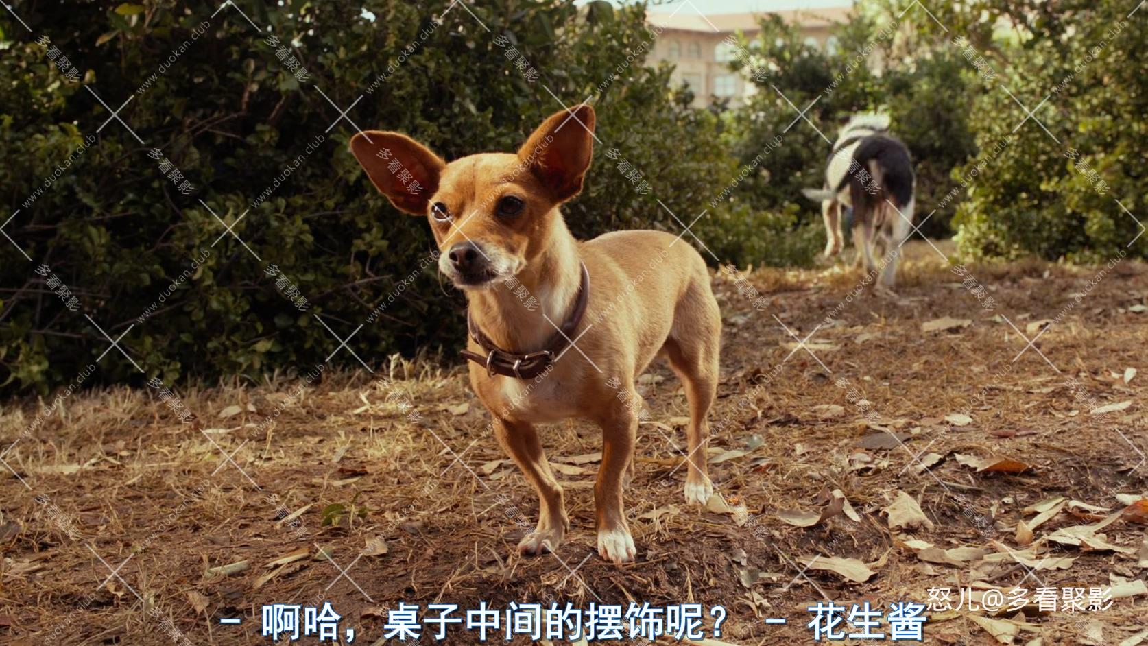 比佛利拜金狗3.Beverly.Hills.Chihuahua.3.2012.1080p.BluRay.x265.2audio-RARBG.mkv_.jpg
