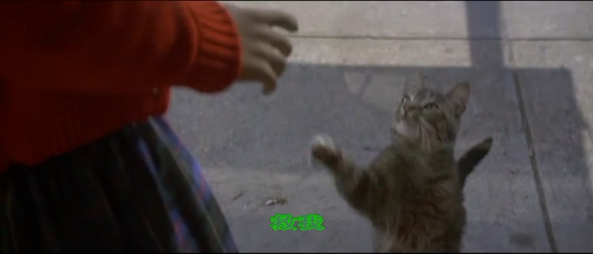 Cats Eye.mp4_000334.003.jpg