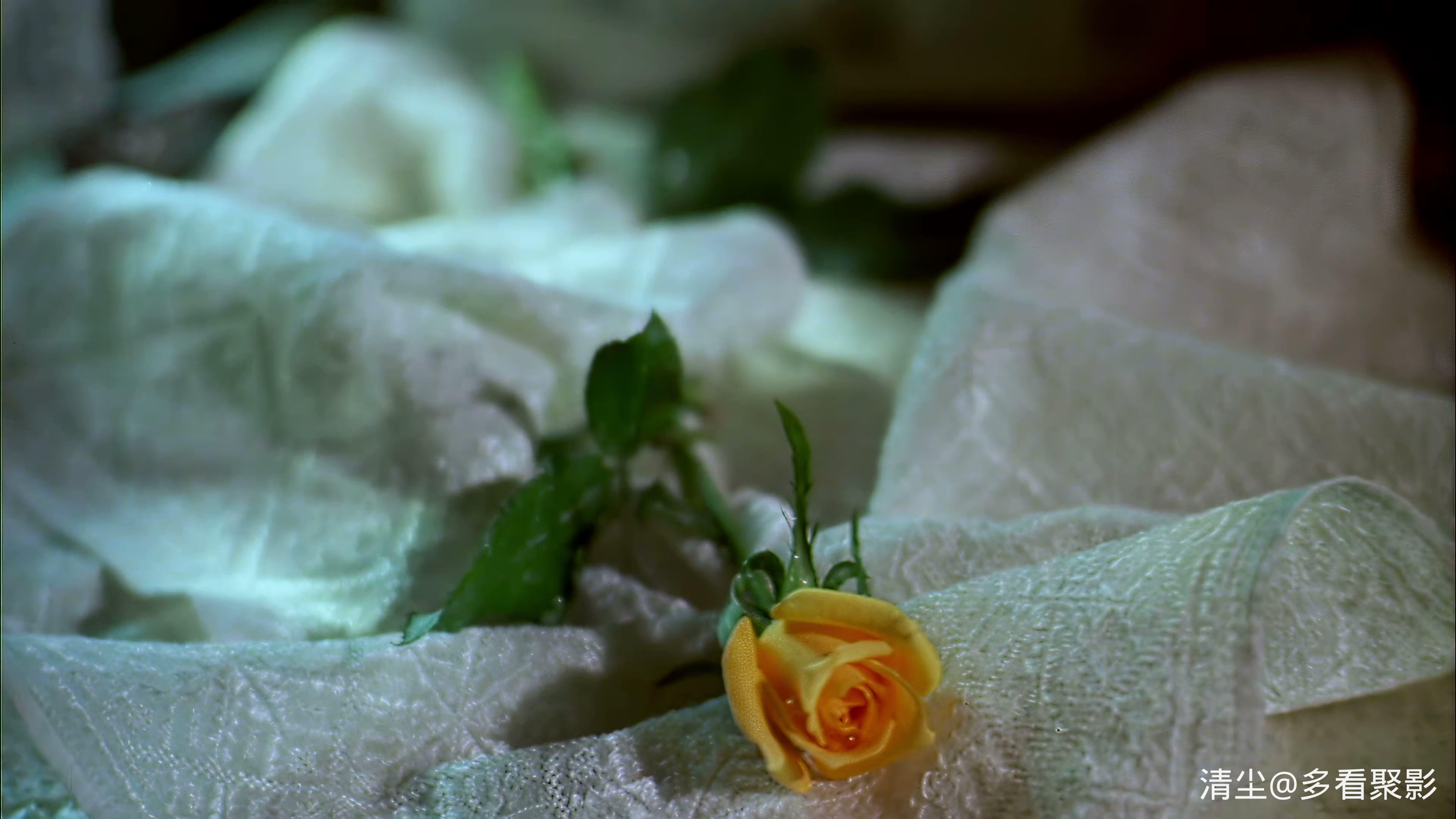 1982 黄玫瑰 Trandafirul galben.mp4_20260419_160741.607.jpg